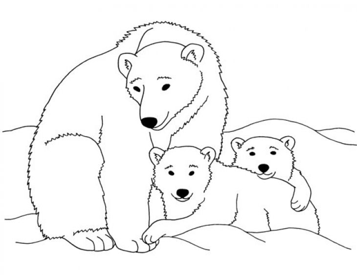 730x563 Polar Bear Coloring Pages Printable