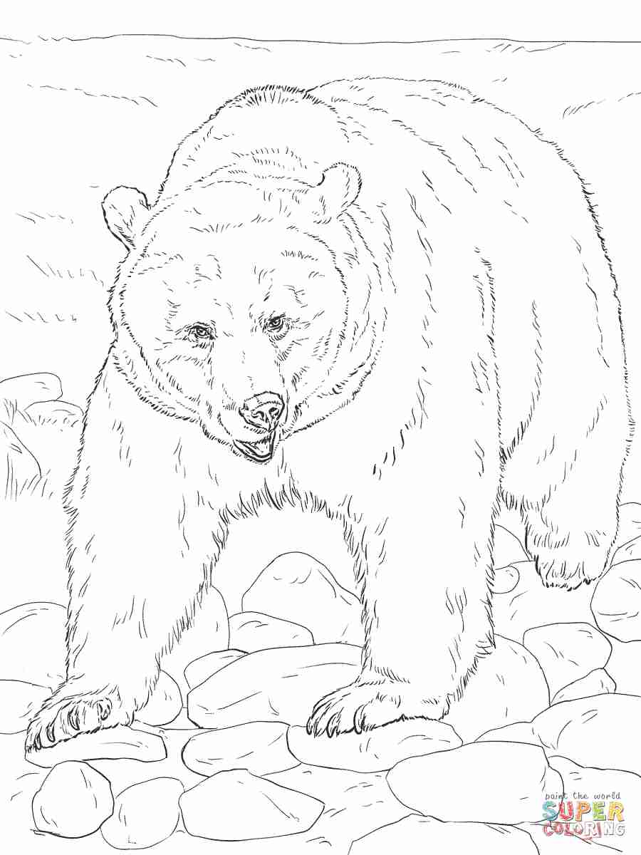 900x1200 Free Printable Bear Adult Coloring Pages Fine For Adults Olegratiy