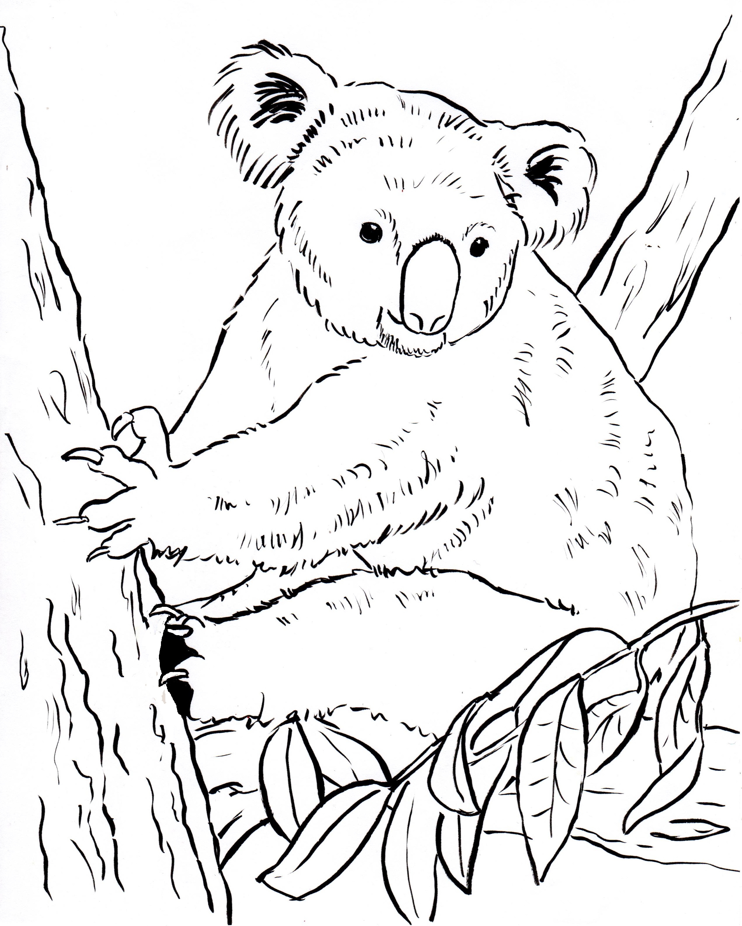 2540x3168 Realistic Koala Coloringages Free For Adults Bear Baby Wonderful