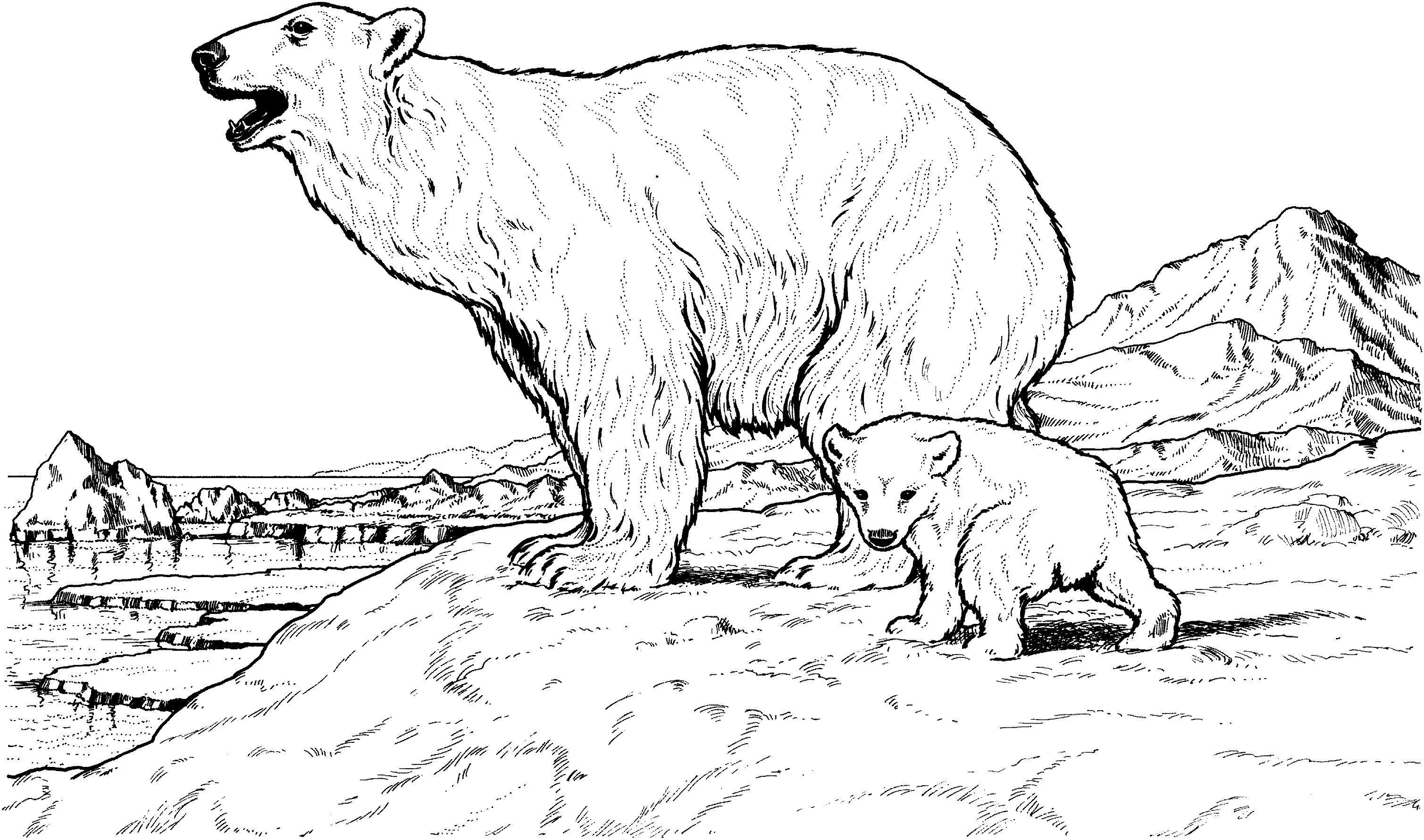 3018x1780 Adult Coloring Pages Of Polar Bear Printable