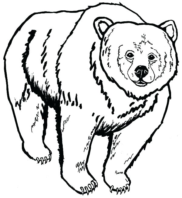 600x650 Coloring Picture Of A Bear Grizzly Bear Coloring Pages As Well As