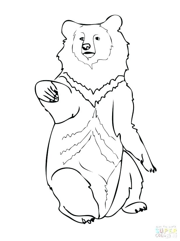 618x824 Black Bear Coloring Page Fresh Bear Face Coloring Page For Black