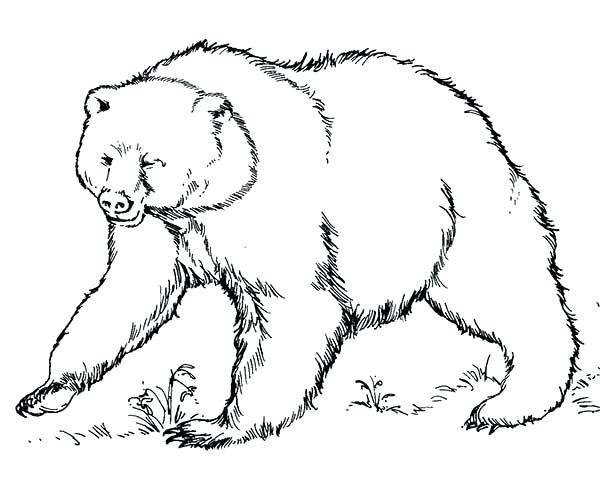 600x479 Brown Bear Coloring Page Brown Bear Ready To Fight Coloring Pages