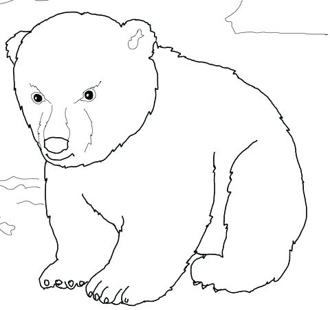 480x452 Polar Bear Coloring Pages Printable Polar Bear Coloring Pictures