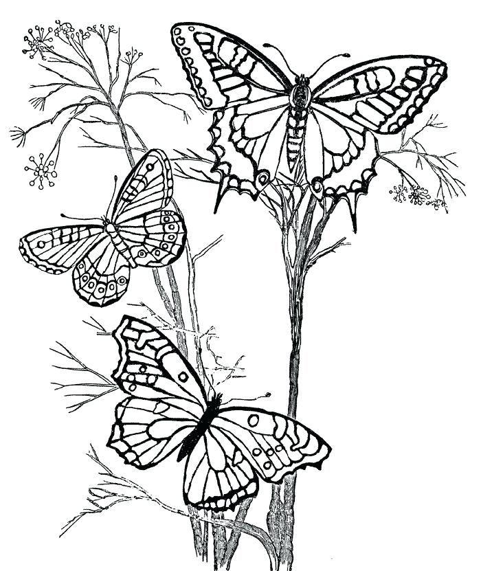 700x831 Coloring Pages Butterfly Coloring Pages Flowers And Butterflies