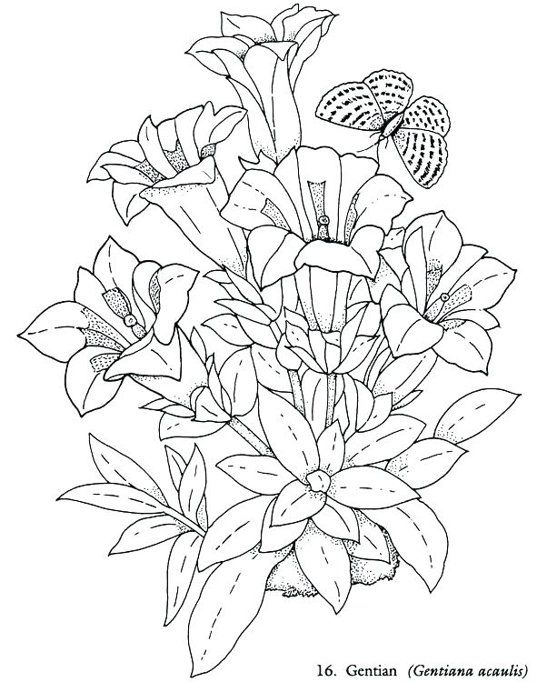 591x750 Adult Coloring Pages Flowers Beautiful Coloring Pages Flower