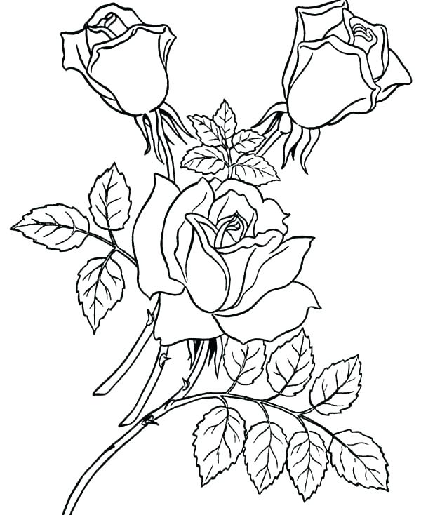 600x734 I Have Download The Roses Are Beautiful Coloring Page Coloring
