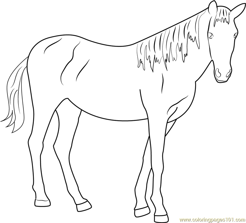 799x726 Beautiful Horse Coloring Page