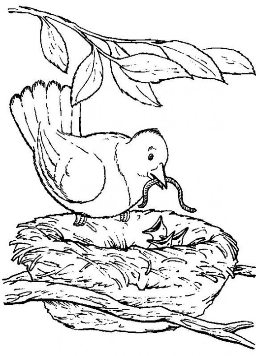 520x723 Backyard Animals And Nature Coloring Books Free Coloring Pages