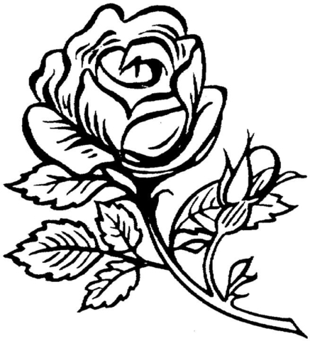 437x480 Pretty Rose Coloring Pages