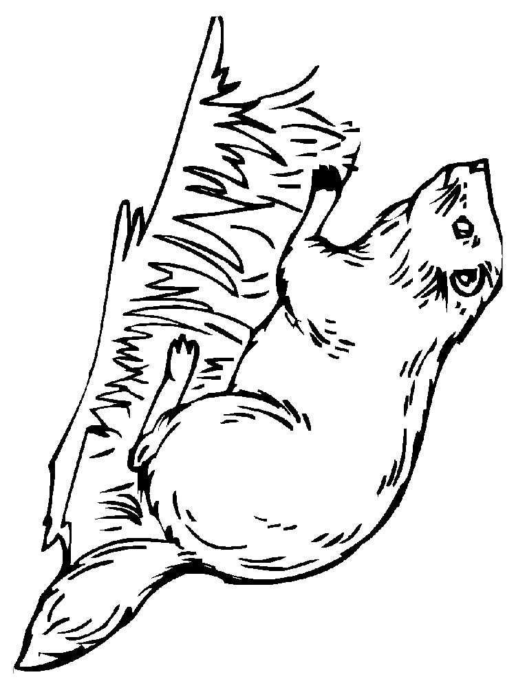 750x1000 Beaver Coloring Pages For Kids