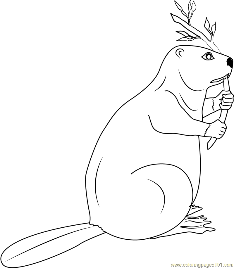 800x917 Canadian Beaver Coloring Page