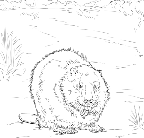 480x461 Canadian Beaver Coloring Page Beavers Category Select