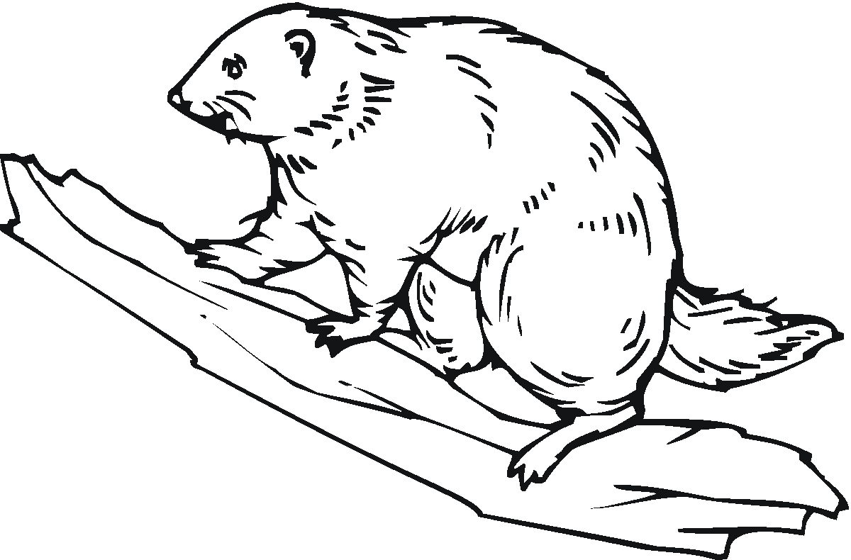 1200x790 New Beaver Coloring Page Collection Printable Coloring Sheet