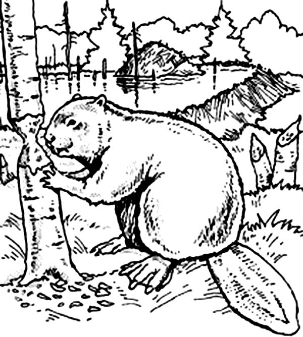 600x668 Beaver Coloring Page