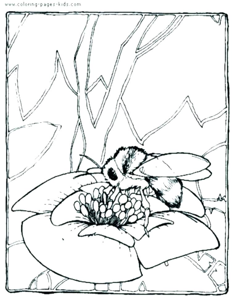 768x960 Insects Coloring Pages Bee Coloring Sheet Insects Coloring Pages
