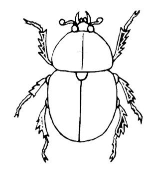307x350 Insect Beetle Coloring Pages Insects Beetles