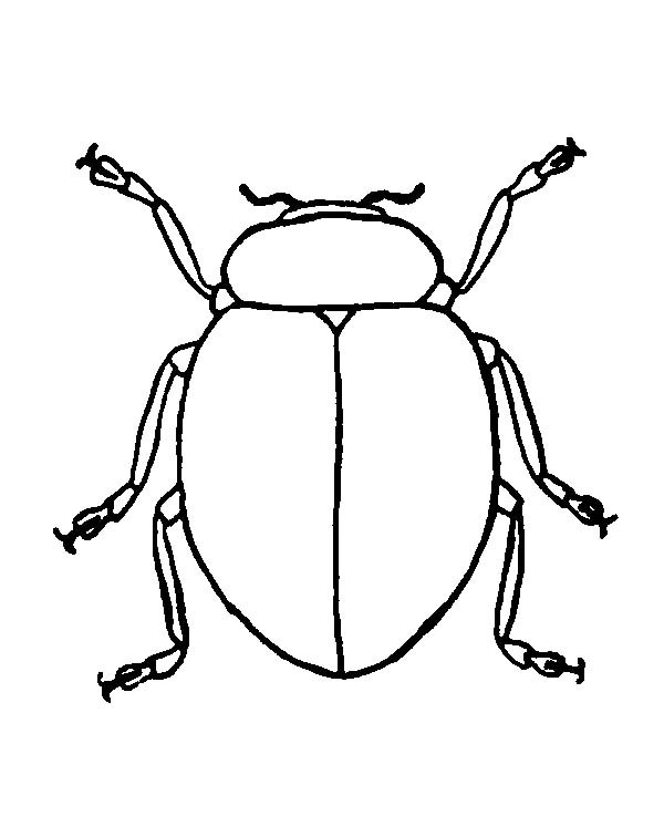 600x756 Beetle Coloring Beetle Picture Coloring Pages Best Place To Color