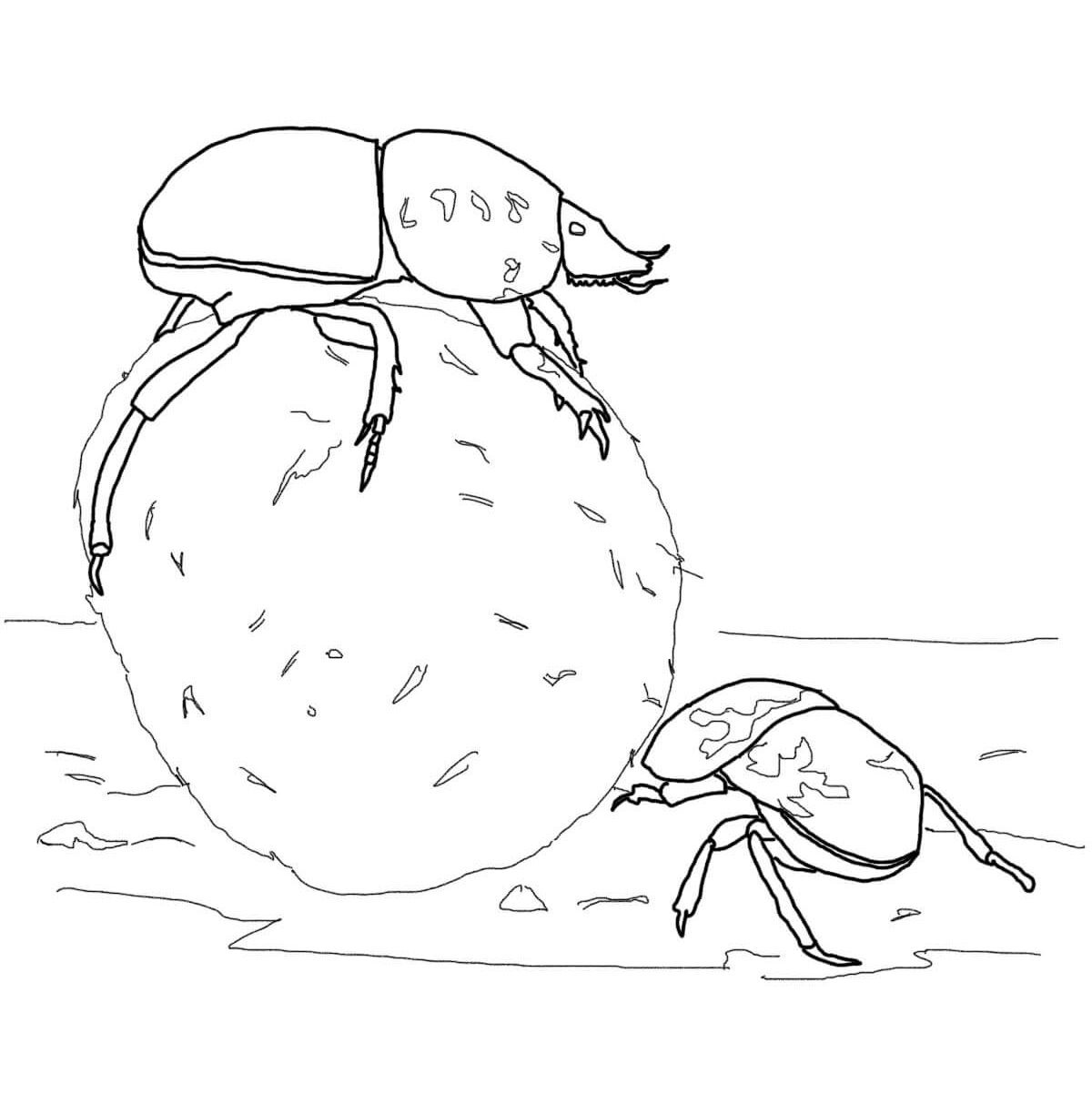 1200x1224 Weevil Coloring Pages Impressive For Kids Sap Beetle