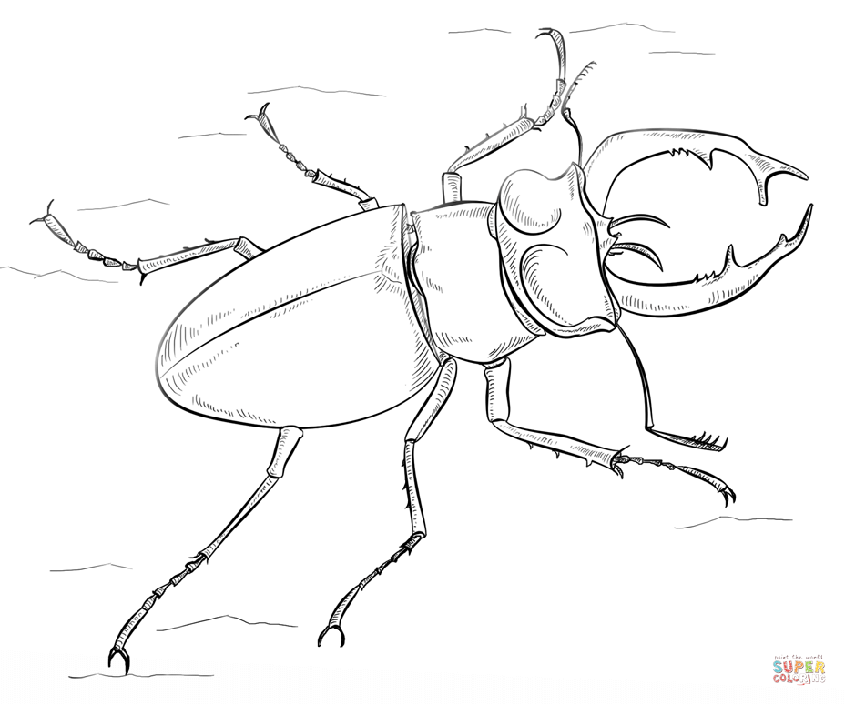928x774 Western Black Stag Beetle Coloring Page Free Printable Coloring