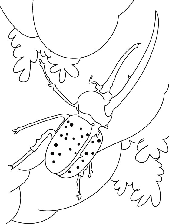 558x740 Beetle Coloring Pages
