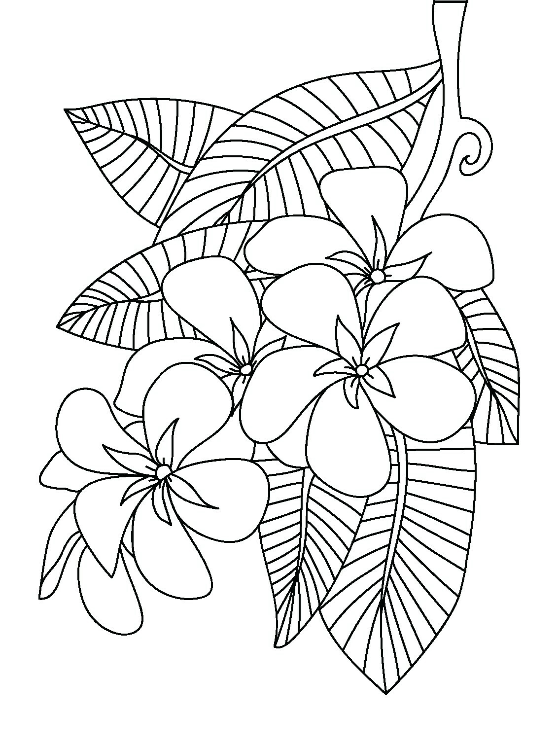 1132x1519 Plumeria Coloring Pages Free Coloring For Kids