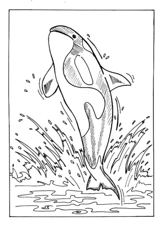 643x900 Free Printable Whale Coloring Pages For Kids