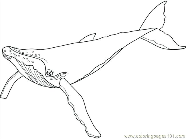Beluga Whale Coloring Page at GetDrawings | Free download