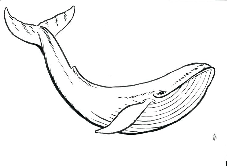 736x537 Classy Killer Whale Coloring Pages Print Medium Size Of Or Page