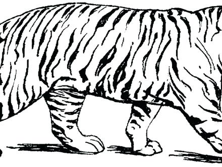 440x330 Free Tiger Coloring Pages Free Printable Tiger Coloring Pages