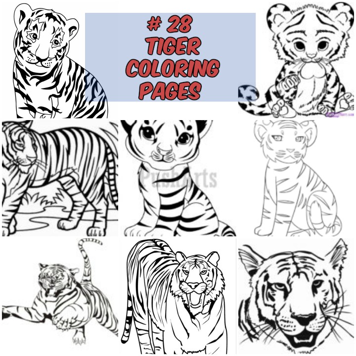 720x720 Tiger Coloring Pages Wild And Majestic Animals