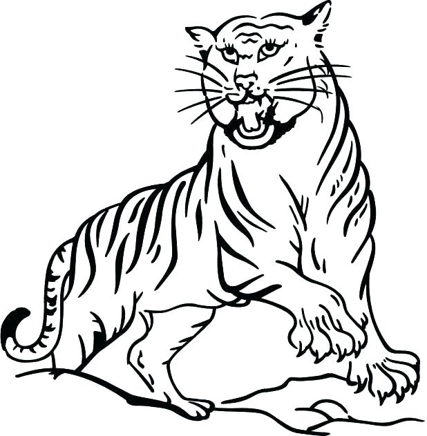 618x631 Printable Bengal Tiger Pictures Kids Coloring Printable Tiger
