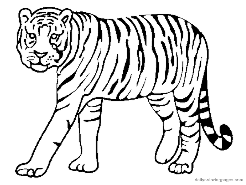 800x600 Realistic Tigers Coloring Pages Coloring Pages