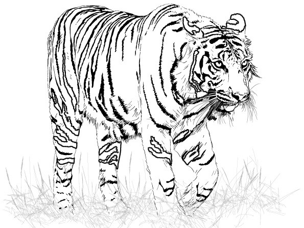 595x447 Tigers Coloring Pages Coloring Kids
