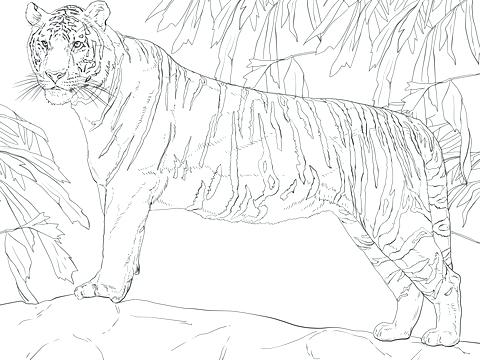480x360 White Bengal Tiger Coloring Page Standing Free Printable Pages