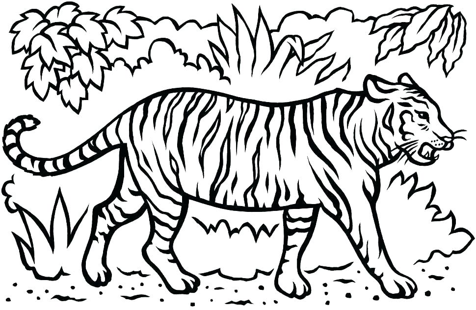 970x632 Coloring Page Bengal Tiger Pages Tigers Large Picture Size Of Tige
