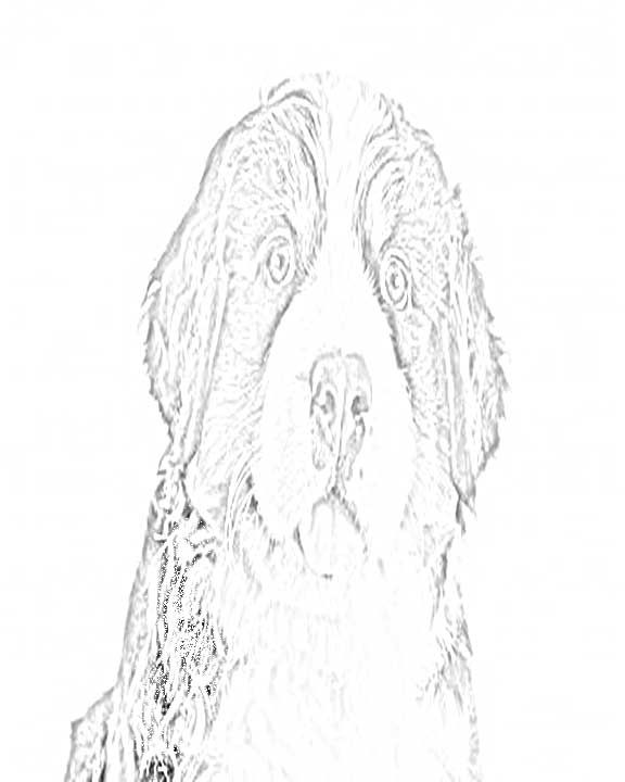 576x720 Bernese Mountain Dog Coloring Pages Berner Love