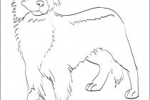 210x140 Coloring Pages Baby Shark Simple Shark Coloring Sheets Pages