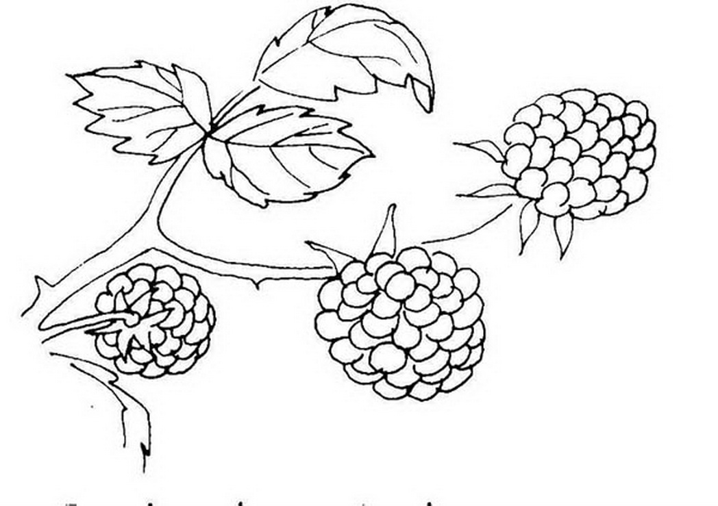 1048x739 Berries Berry Coloring Pages Girls Coloring Pages