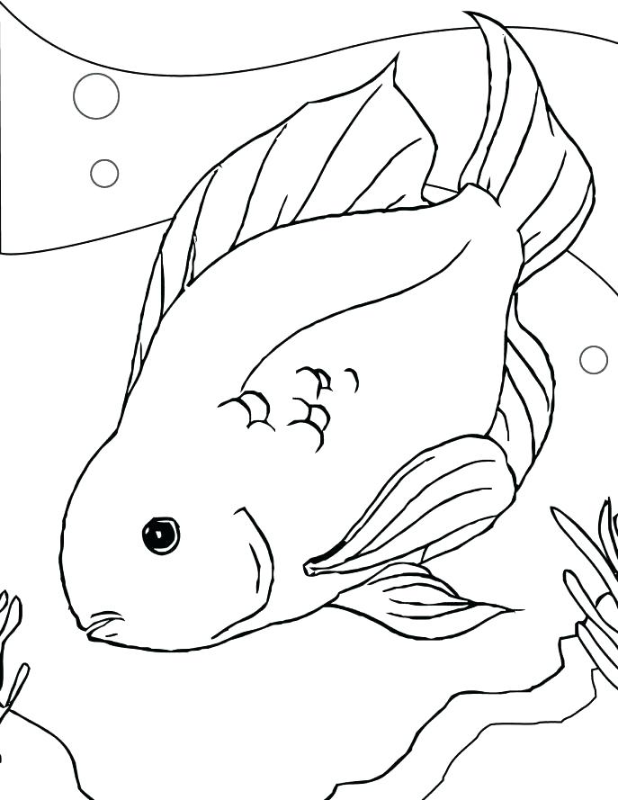 687x889 Betta Fish Coloring Pages Rainbow Fish Coloring Page Image Fish
