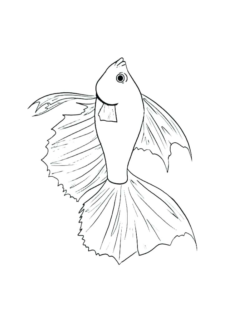 750x1000 Betta Fish Colouring Pages Kids Coloring Fish Coloring Page