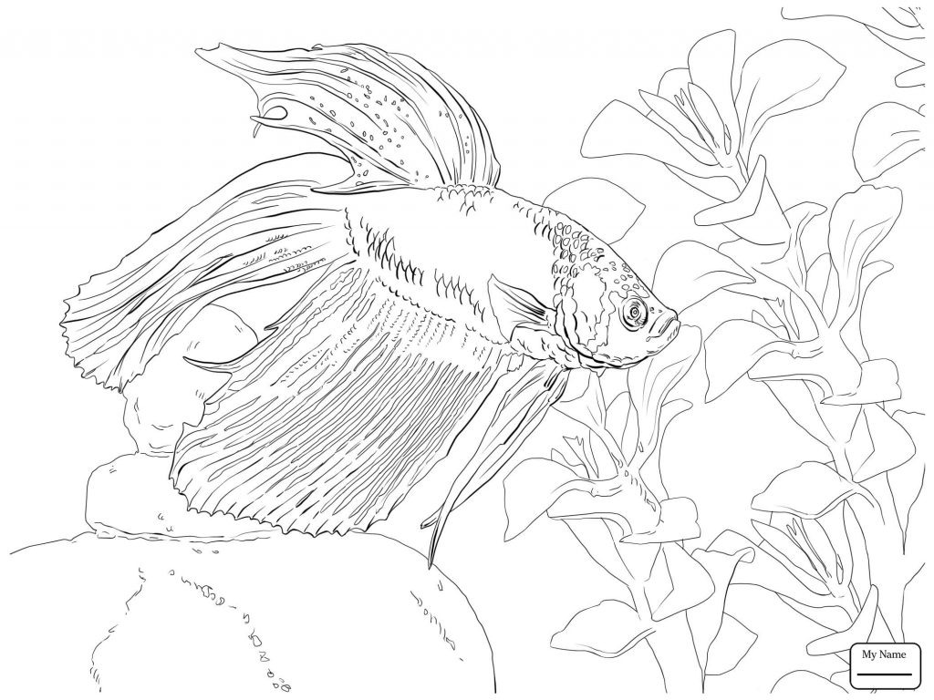 1024x768 Betta Fish Coloring Pages