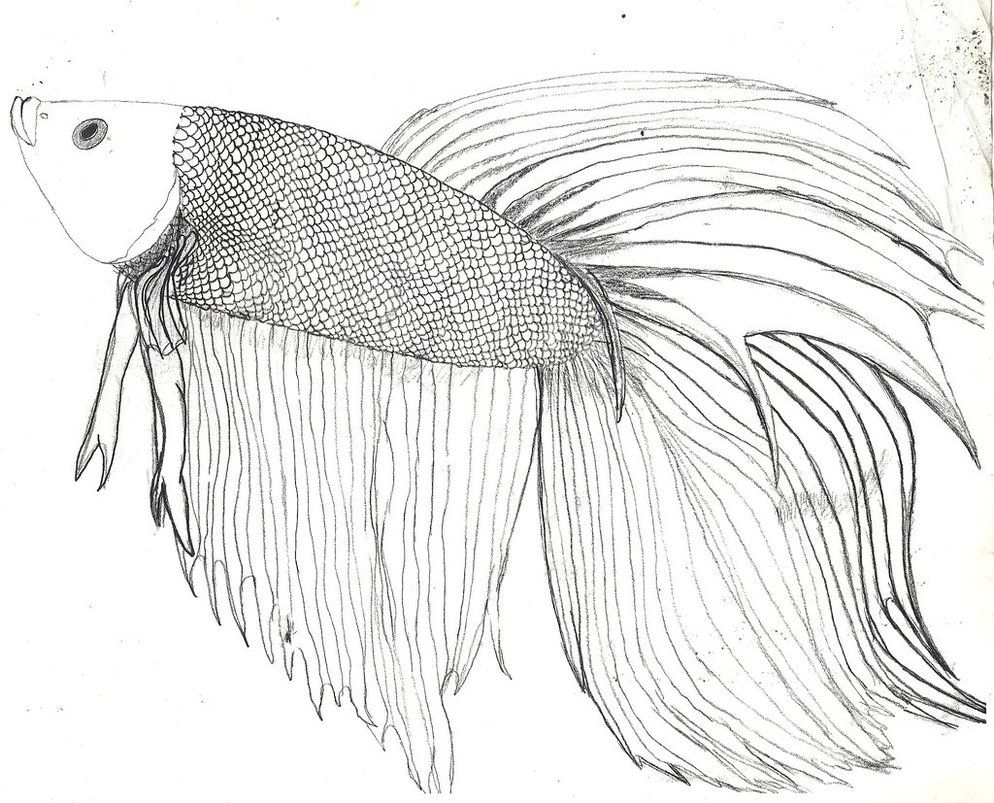 994x803 How To Draw A Betta