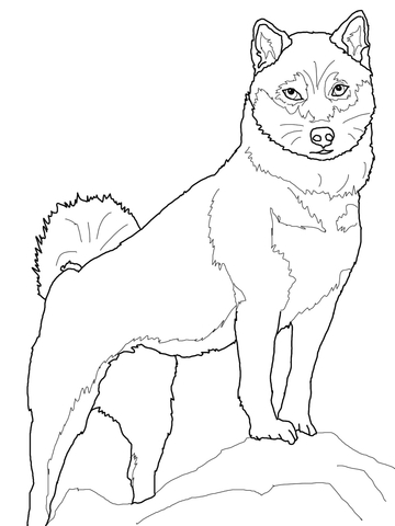 360x480 Shiba Inu Coloring Page