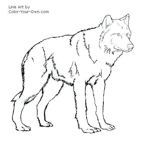 500x500 Wolf Pictures To Color Together With Howling Wolf Coloring Pages
