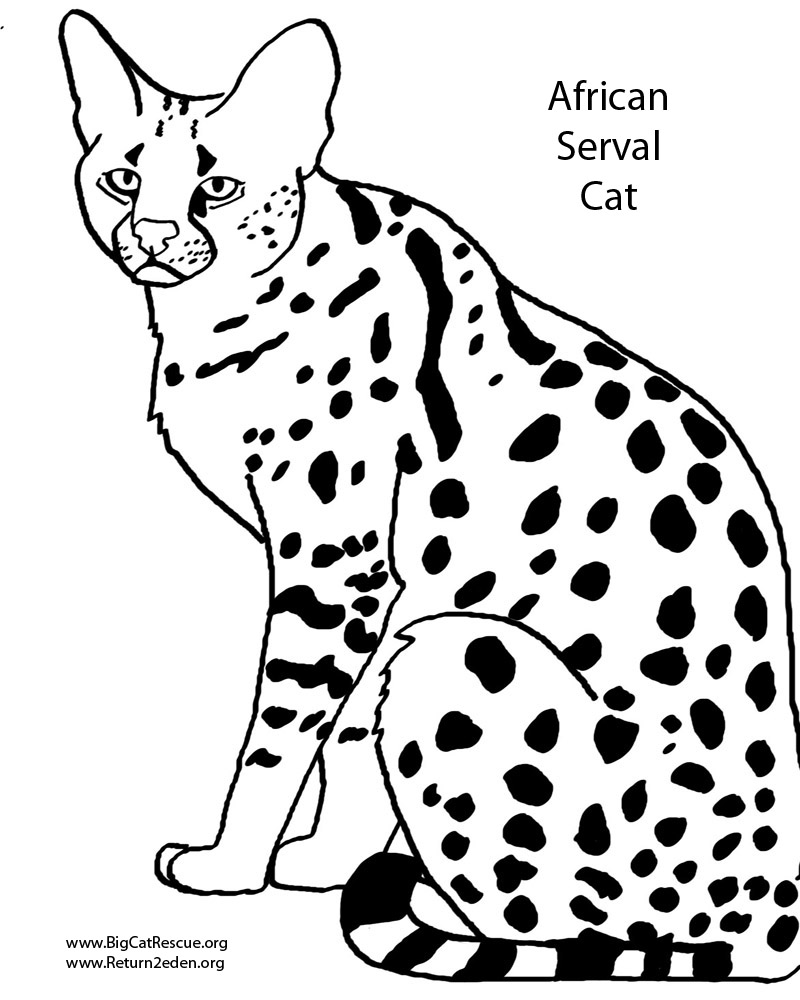 800x1000 Coloring Pages