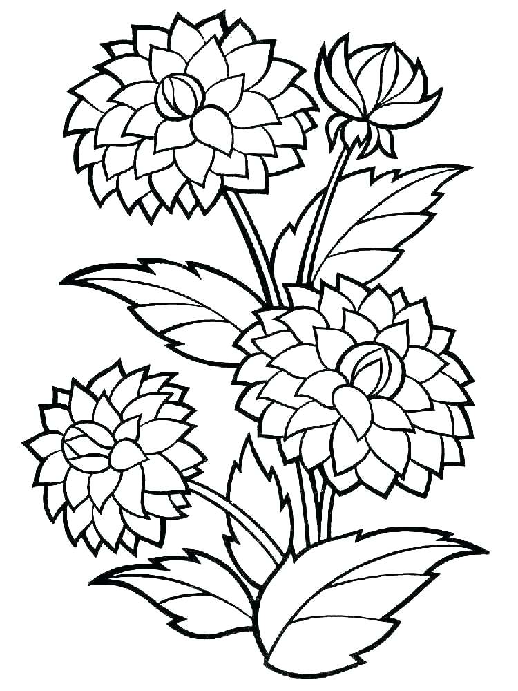 750x1000 Big Flower Coloring Sheets Pages Page Dahlia Mandala Diff