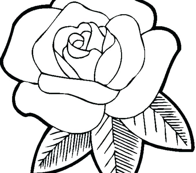 678x600 Flower Coloring Pages Printable