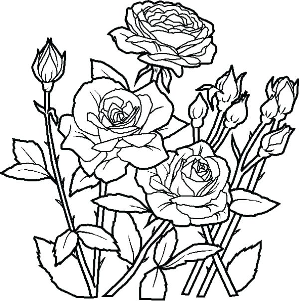 600x603 Big Flower Coloring Pages Coloring Pages Of Roses And Flowers