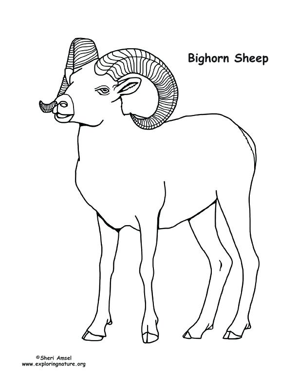 612x792 Sheep Coloring Page Sheep Coloring Pages Preschool